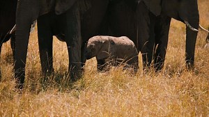 Calf Under Protection of Elephants