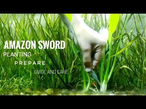 AMAZON SWORD PLANTING | HOW TO PREPARE A AMAZON SWORD FOR PLANTING IN AN AQUARIUM | GUIDE AND CARE