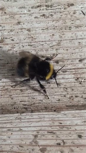 This queen Early Bumblebee is not very impressed with me 🐝🐝