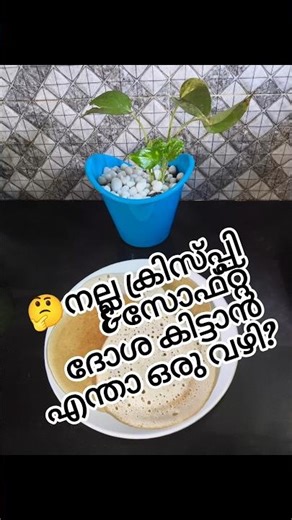 😋cryspy, soft&Tasty dossa#shorts#viral vedio