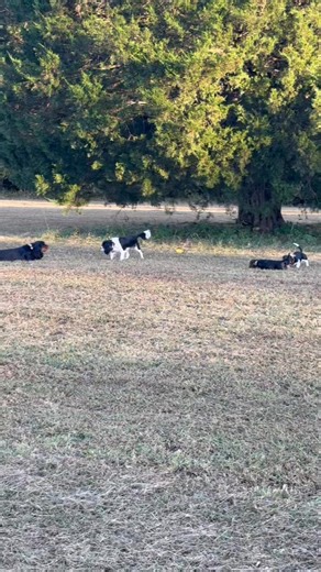 113K views · 9.9K reactions | Dog zoomies❤️ | Clanton Ridge Farm | Facebook