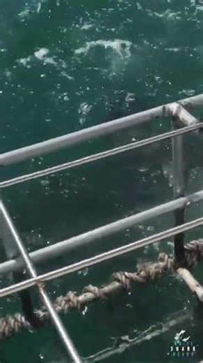Great white shark ampullae of Lorenzini picks up people in the cage
