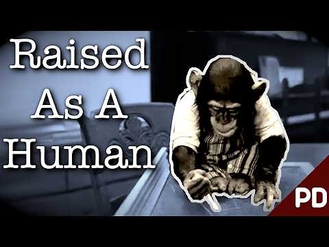 The Dark Side of Science: The Sad Story of The Ape Language Experiment 1973 (Short Documentary)
