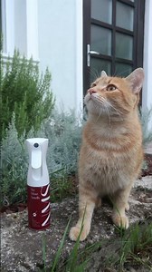 Say goodbye to stubborn cat odors with No More Smells pet odour eliminator🐱 #CatLitterOdor #petsafe