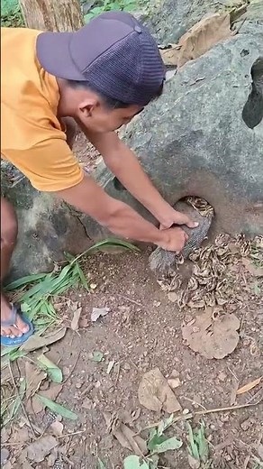 Mastering the Wild: Advanced Pheasant Breeding Techniques! 🪶🥚