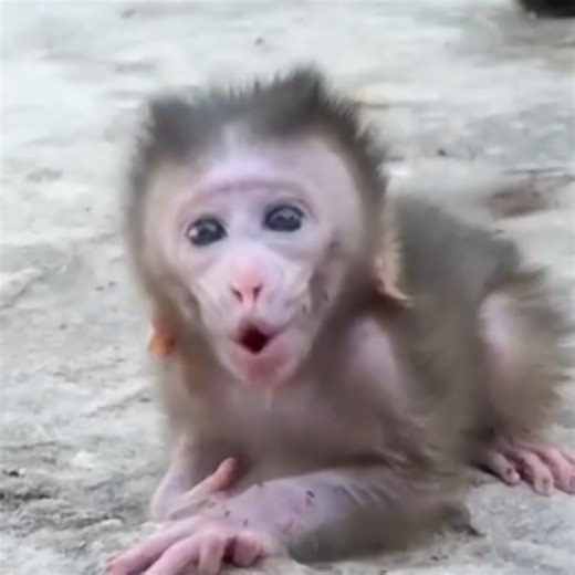 2.9K views · 25 reactions | 2. newborn was drag hand out do baby feel pain on her life #monkeys | Avata Monkey II | Facebook