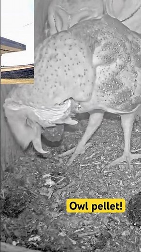 That Pellet Was HUGE! — Look What Happens Here 😳🦉