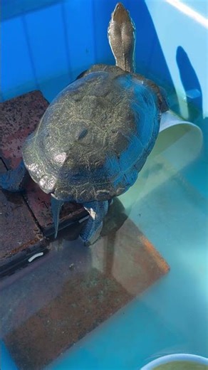 趣味の日光浴をするクサガメ #turtle #亀 #animals #schildpad #reptiles #pets #爬虫類 #癒し