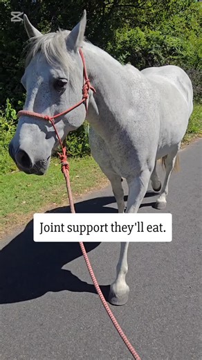 Integral Equine Nutrition on Instagram: "A lot of joint supplements promise the world. This one is designed to do something much simpler - support comfortable movement in horses that are still active and still very much themselves. Golden Joint Complex is a small-batch, pelleted joint supplement formulated, produced and packed by an equine nutritionist (that's me!), with palatability front of mind. Because support only works if the horse actually eats it. It’s evidence-led, practical, and effect