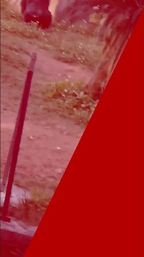 WATCH: Chimpanzee gets revenge on zoogoer who threw water bottle #shorts | New York Post