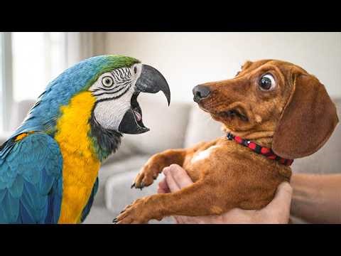 Talking Parrots vs Dogs… Funniest Reactions Ever 😂🦜🐶