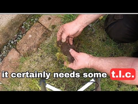 My Desperate Attempt to Transform His Broken Lawn