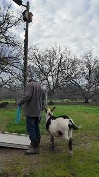 Dominick the Donkey loading in the trailer #mini #donkey #california #miniaturedonkey