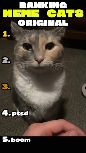 Ranking the Funniest Meme Cats Ever 😹🐾