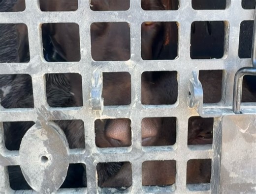 Willow Creek Kennels and Hunting on Reels