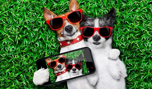 12 Dogs That Are the Biggest Social Media Stars – Top Dog Tips