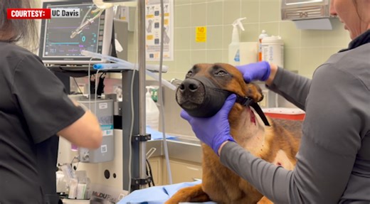 Solano County K-9 recovering after being stabbed on the job