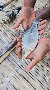 264K views · 7.8K reactions | Pas memperbaiki rakit bambu iseng mancing malah strike ikan nilem babon #perbaikirakitbambu #rakitbambu #jelajahsungai #stikeikannilem | Edy Suranta Ginting | Facebook