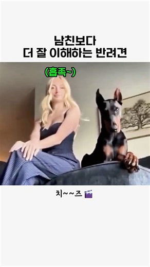 남친보다 더 잘이해하는 반려견 #동물#도베르만#귀여운동물#animal#유머#힐링