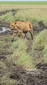 The mom leading the cubs to the eland kill. | Maurice Tirason Tira