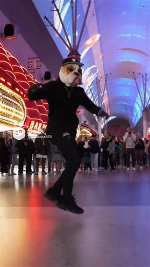 Bulldog Breakdancer In Vegas #shortsfeed #shorts