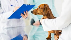Dachshund Rash Under Armpit – Causes And Concerns