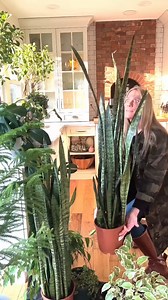 PLANTERINA! #plants #indoorplants #planterina #planter #diy #plantcare #fbreels #reels | Planterina