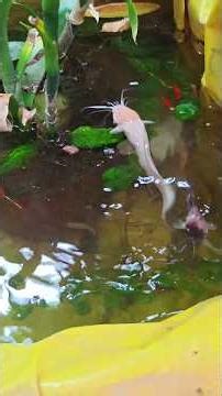 Spotted and Albino catfish tank🐠🐟🐋🦈🐡🐳🐬/#spottedcatfish#albinocatfish#pandersfishies#shorts#malayalam