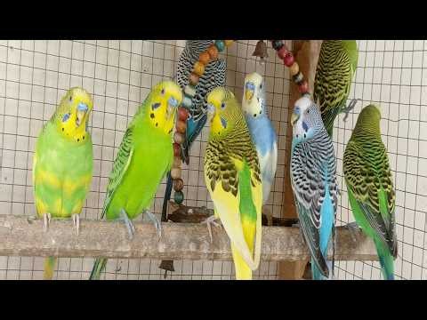 12 Hours of Happy Parakeet Sounds 🐦🎶 | Comforting Chirps for Your Sad & Lonely Budgies
