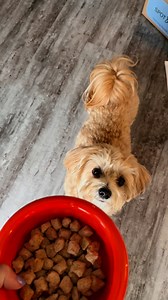 Take 50% Off UnKibble Free Chicken Bites! 🥩 Whole food ingredients ✨ Costs 40% less than frozen fresh 🌱 Fresh without the fridge 👩‍⚕️ Vet-developed & nutritionally complete 📦 Delivered to your door 🐾 Loved by picky eaters (and their humans) Made in the USA. Crafted in Allentown, PA. -- UnKibble gives your dog the nutrition of fresh food—without the fridge, prep, or price tag. No thawing, no scooping, no weird ingredients. Just real food, perfectly portioned, and ready when you are. | Spot a