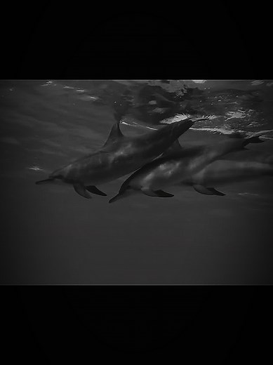 Exploring the Meaning of 333 Angel Number and Dolphins