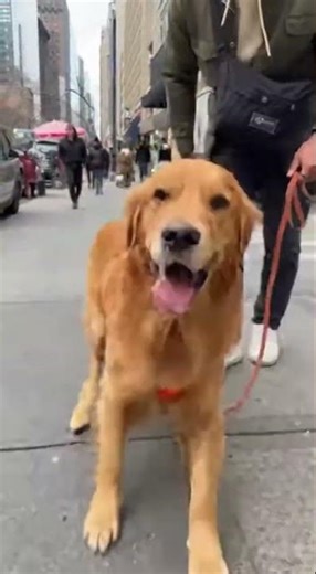 Drooly Golden Trips Over Elegance — Slobber Wins 🥴🐶 #funnydog #viral #shorts