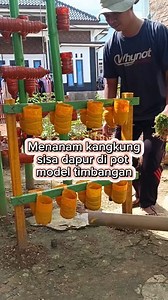 Menanam di pot model timbangan #fyp #menanamsayuran #berkebun | Riyan Wahyu Muhamad