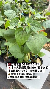 ☎️訂購電話0988206121 🔺日本大果燈籠果$100（買5送1） 本島運費$180（一箱可裝8棵） 👉燈籠果目前已開花 （現在種今年就摘得到果實） ❤️華順農園電話：0988206121 ❤️華順農園地址：台中市大里區東湖路38號 (對面空地)，Google map可搜尋華順農園 ❤️華順農園營業時間：09:30-12:00 , 14:00-17:00 (禮拜二 , 五整天公休，禮拜三早上公休） 訂購電話0988206121 #黃金果 #久蜜黃金果 #大果黃金果 #馬仕特山竹 #紅寶石水蜜桃 #榴蓮 #貓山王榴槤 #特大水蜜桃 #日本甜桔 #砂糖橘 #檸檬 #四季檸檬 #紅寶石水蜜桃 #無籽檸檬 #珍珠芭樂 #巧克力蓮霧 #金桔 #帝王柑 #椪柑 #桶柑 #柳丁 #燈籠果 #藍莓 #嫁接 #果樹 #果樹嫁接 #燈籠果 #黃金莓 #龍眼 #特大金剛龍眼 | 華順農園