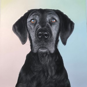 Pet Portrait Pastel Drawing Animal Portrait - Etsy Canada