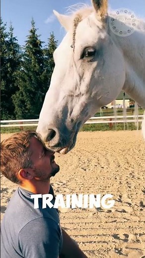 Lipizzaners: The Ballerinas of the Horse World #shorts