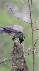 Vertical footage of a hooded crow perching on the branch of the tree eating