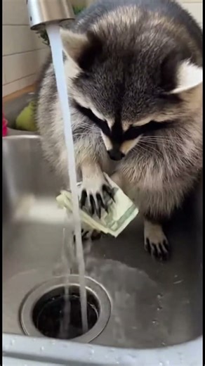 Karma 🦝 Raccoon's Hilarious Money Washing Adventure #karma #raccoon #shorts