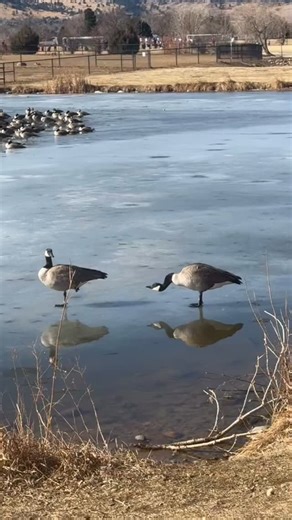 Arielle Schwartz on Instagram: "Today i made a point of not working, not opening my computer or worrying about my unending to-dos. Instead, I stood in sunshine, breathed in moonlight, marveled at beauty, and mourned an old friend whose passing had me reflecting on the fragility of life. She brought our community together and reminded me to slow down and connect with some other dear friends. And then, to cap it all off, Julia Fehrenbacher had just the right words… Here for it I could have stuck w