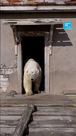 🐻‍❄️ #Polarbears move into abandoned #Soviet research station • FRANCE 24 English