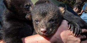 Tracking Alabama’s black bear population