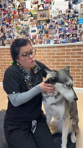 Why can’t vets just tell what a lump is? Because looks don’t tell the whole story. Only further diagnostic testing like fine needle aspiration or biopsy can tell us exactly what type of lump is on your pet! | Glanbrook Veterinary Services