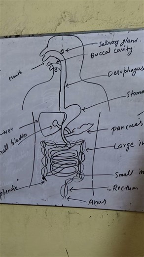 Human digestive system diagram... Class 10 CBSE...