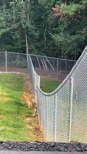 5K views | Homeward Bound Pet Rescue on Reels | Facebook