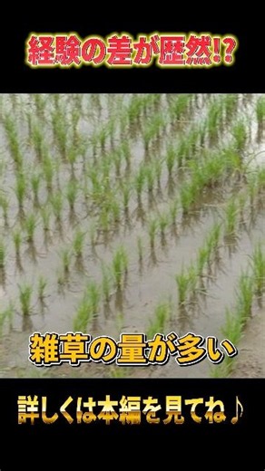 父の畑と比べて愕然…#農業 #ブレンドファーム#米