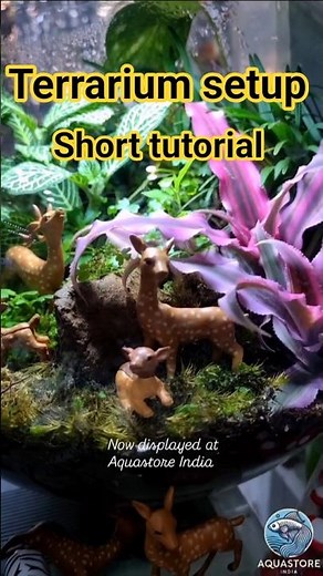 Terrarium setup|terrarium tutorial|Stepbystep|Terrarium making|minigarden|gardening|Aquastoreindia
