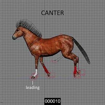 Horse Gaits