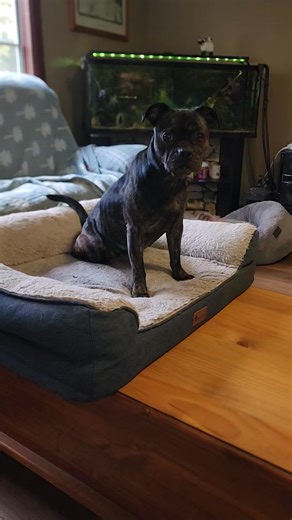 Oh lilly love you bubba 😊 | Carry Me Home