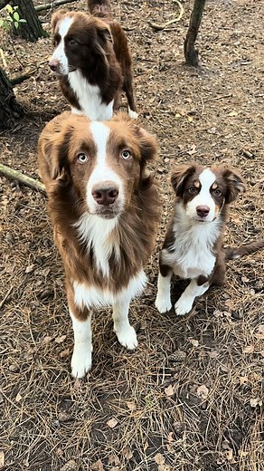 Chłopaki do wzięcia Aussie & MAS Teraz ju tylko Aussie red bicolor merle 👀🏡 | Miniature American Shepherd & Australian Shepherd GypsyDogs