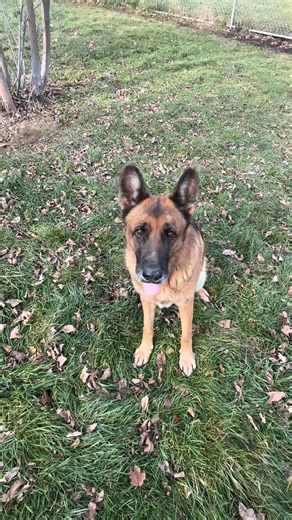 8.5K views · 146 reactions | Mariska is a 7-year-old German Shepherd who loves to play fetch and would be a good hiking partner! She lost her owner and the home she always knew so if you are interested in being my new forever family find me under "Available Dogs" and fill out an application! All dog adoption fees are half off during our "Fall Fur Me" adoption special through 11/2! | Delta Animal Shelter | Facebook